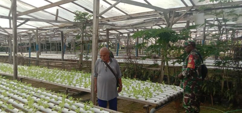 Babinsa Koramil 1710-03/Kuala Kencana dipimpin Serka Noben Wenda melaksanakan Komsos dengan petani hidroponik