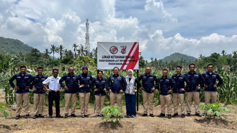 Panen jagung di lahan Bakamla RI yang terletak di Banjar Yeh Malet, Desa Antiga Kelod, Kecamatan Manggis, Karangasem, Bali