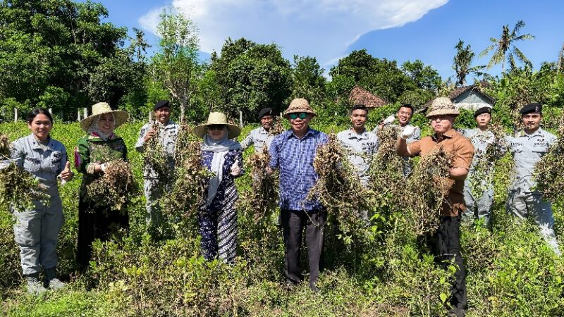 Kepala Badan Keamanan Laut Republik Indonesia (Bakamla RI), Laksdya TNI Dr. Irvansyah, S.H., M.Tr.Opsla., melaksanakan panen kacang tanah