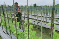 Babinsa Koramil 02/Timika Kodim 1710/Mimika Sertu Rusdin Wali melaksanakan Komsos kepada warga dan ikut serta membantu