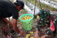Sertu Tangkas Budiono, Babinsa Koramil 07/Mapurujaya, Kodim 1710/Mimika dalam upaya mewujudkan Hanpangan