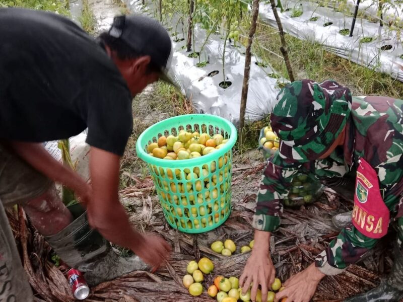 Sertu Tangkas Budiono, Babinsa Koramil 07/Mapurujaya, Kodim 1710/Mimika dalam upaya mewujudkan Hanpangan