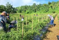 Kegiatan panen cabai yang digelar di lahan Markas Komando (Mako) baru Zona Bakamla Tengah, Desa Kalasey, Kecamatan Mandolang
