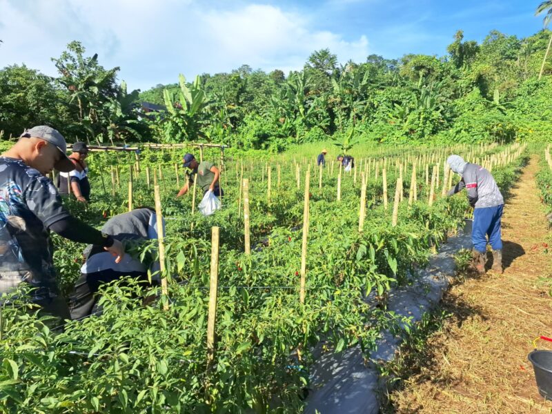 Kegiatan panen cabai yang digelar di lahan Markas Komando (Mako) baru Zona Bakamla Tengah, Desa Kalasey, Kecamatan Mandolang