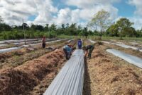 Personel Satgas TMMD 124 Kodim 1710/Mimika bersama warga dari Kelompok Tani (Poktan) 