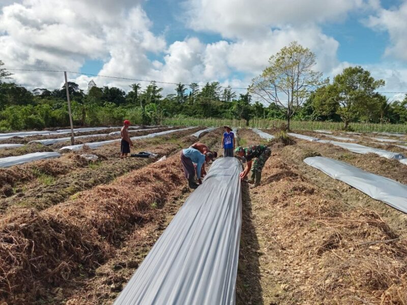 Personel Satgas TMMD 124 Kodim 1710/Mimika bersama warga dari Kelompok Tani (Poktan) 