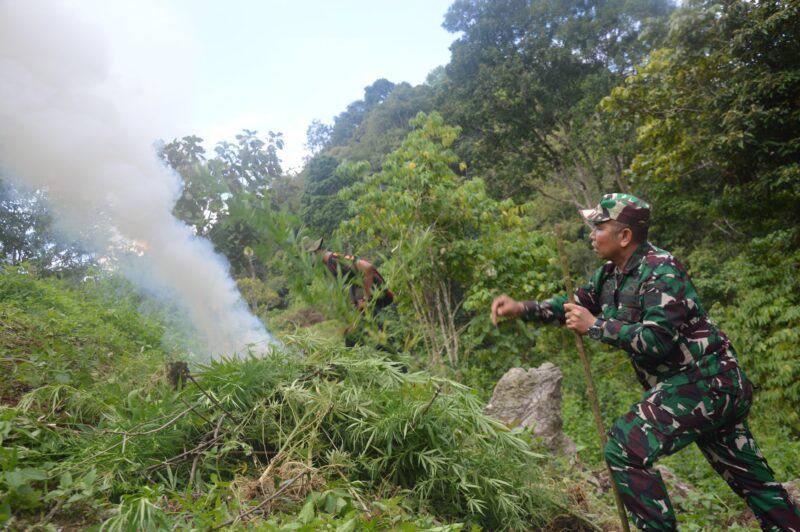 Komitmen TNI dalam membantu pemerintah memberantas peredaran narkotika kembali dibuktikan melalui aksi nyata di lapangan