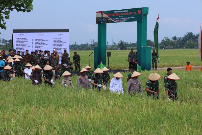 Panglima TNI Jenderal TNI Agus Subiyanto saat memimpin kegiatan Panen Raya Padi di lahan ketahanan pangan Kodam I/Bukit Barisan