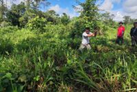 Anggota Kodim 1710/Mimika melaksanakan pembersihan lahan satuan
