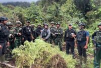 Satgas Pamtas RI–PNG Yonif 751/Vira Jaya Sakti (VJS) bersama Satgas Prayudha dan Satgas Ketapang berhasil menemukan empat kebun ganja