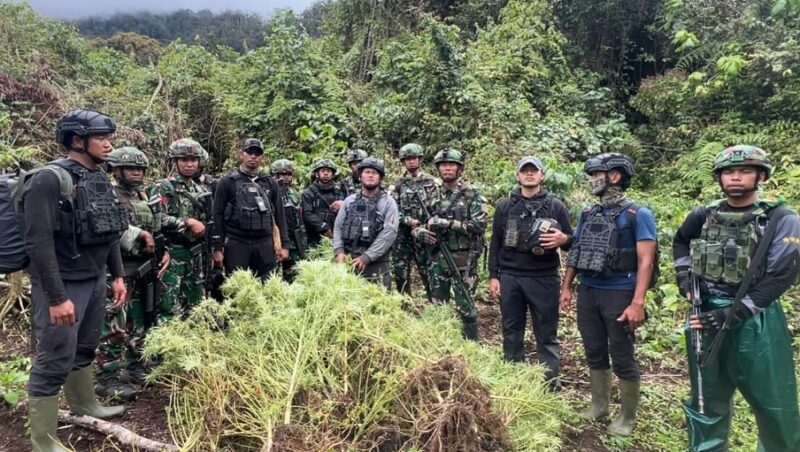 Satgas Pamtas RI–PNG Yonif 751/Vira Jaya Sakti (VJS) bersama Satgas Prayudha dan Satgas Ketapang berhasil menemukan empat kebun ganja