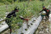 Babinsa Koramil 1710-07/Mapurujaya Sertu Tangkas Budiono menunjukkan kepeduliannya terhadap para petani dengan turun langsung membantu