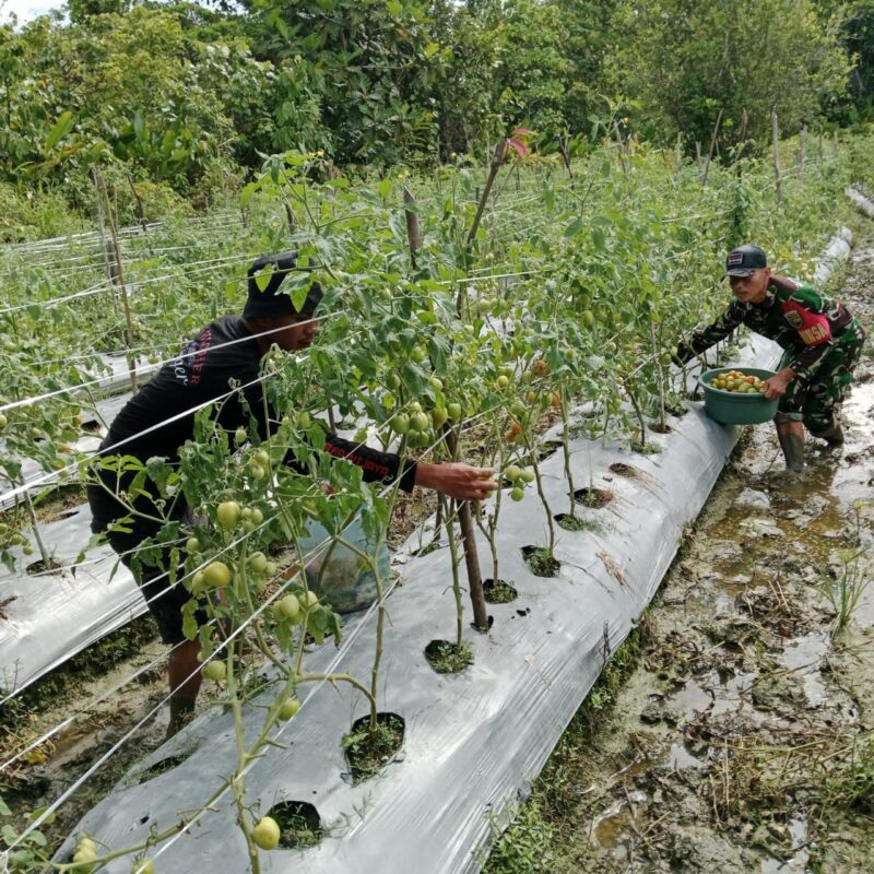 Babinsa Koramil 1710-07/Mapurujaya Sertu Tangkas Budiono menunjukkan kepeduliannya terhadap para petani dengan turun langsung membantu