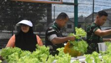 Dandim 1710/Mimika Letkol Inf M. Slamet Wijaya, S.Sos., M.Han., M.A. melaksanakan panen tanaman Slada di Kebun Hidronik Persit KCK Cab. XXXV