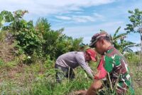 Babinsa Koramil 1710-07/Mapurujaya, Sertu Tangkas Budiono, melaksanakan kegiatan Komunikasi Sosial (Komsos) sekaligus membantu petani