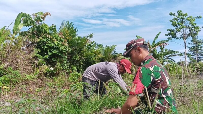 Babinsa Koramil 1710-07/Mapurujaya, Sertu Tangkas Budiono, melaksanakan kegiatan Komunikasi Sosial (Komsos) sekaligus membantu petani