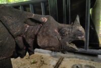 Satuan Tugas (Satgas) Operasi Merah Putih Translokasi Badak Jawa berperan aktif dalam upaya penyelamatan dan penguatan populasi Badak Jawa