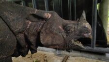 Satuan Tugas (Satgas) Operasi Merah Putih Translokasi Badak Jawa berperan aktif dalam upaya penyelamatan dan penguatan populasi Badak Jawa