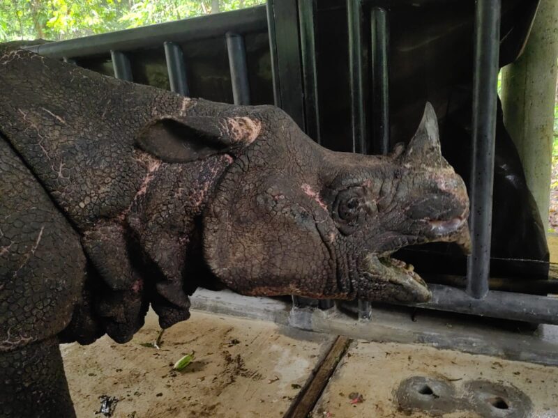 Satuan Tugas (Satgas) Operasi Merah Putih Translokasi Badak Jawa berperan aktif dalam upaya penyelamatan dan penguatan populasi Badak Jawa