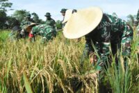 Komandan Kodim (Dandim) 1710/Mimika, Letkol Inf Redi Dwi Yuda Kurniawan, S.I.P., memimpin langsung kegiatan panen