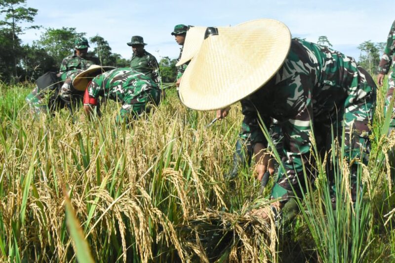 Komandan Kodim (Dandim) 1710/Mimika, Letkol Inf Redi Dwi Yuda Kurniawan, S.I.P., memimpin langsung kegiatan panen
