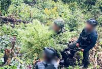 Satgas Swasembada melalui Yonif 751/VJS bersama gabungan TNI-Polri berhasil mengungkap ladang ganja