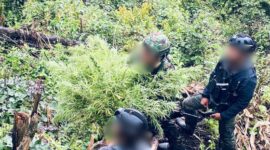 Satgas Swasembada melalui Yonif 751/VJS bersama gabungan TNI-Polri berhasil mengungkap ladang ganja
