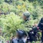 Satgas Swasembada melalui Yonif 751/VJS bersama gabungan TNI-Polri berhasil mengungkap ladang ganja