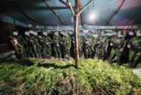 Satgas Pamtas RI–PNG Mobile Yonif 725/Woroagi Komando Operasi (Koops) TNI Habema berhasil menemukan 5.000 batang tanaman ganja