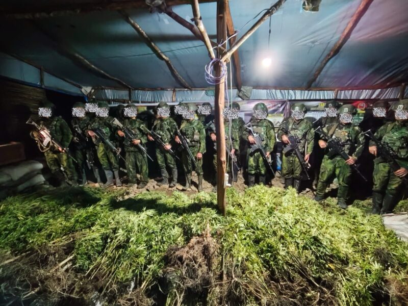 Satgas Pamtas RI–PNG Mobile Yonif 725/Woroagi Komando Operasi (Koops) TNI Habema berhasil menemukan 5.000 batang tanaman ganja